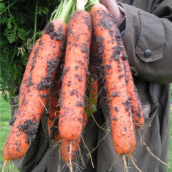 Marchew  Nantes 5 Fantazja 500 g nasion  zw st